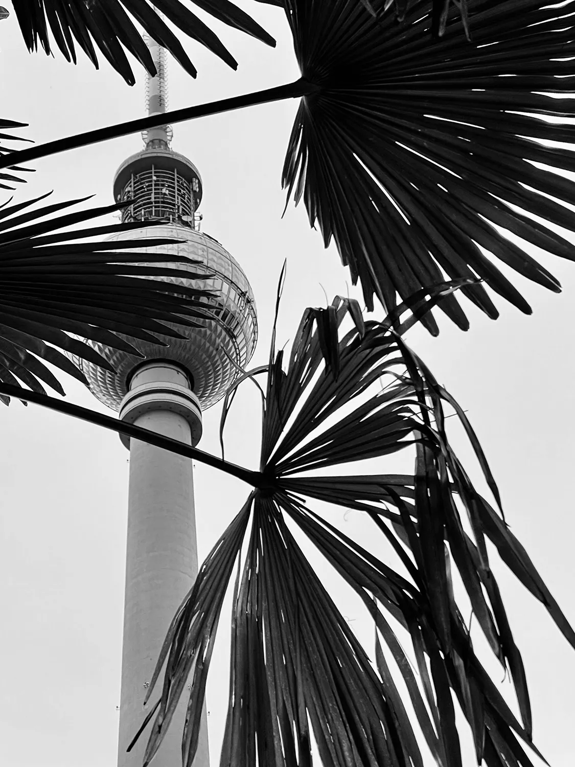 Black and white photo of a tower and palm leafs